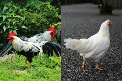 伊古奈比咩命神社 小国鶏