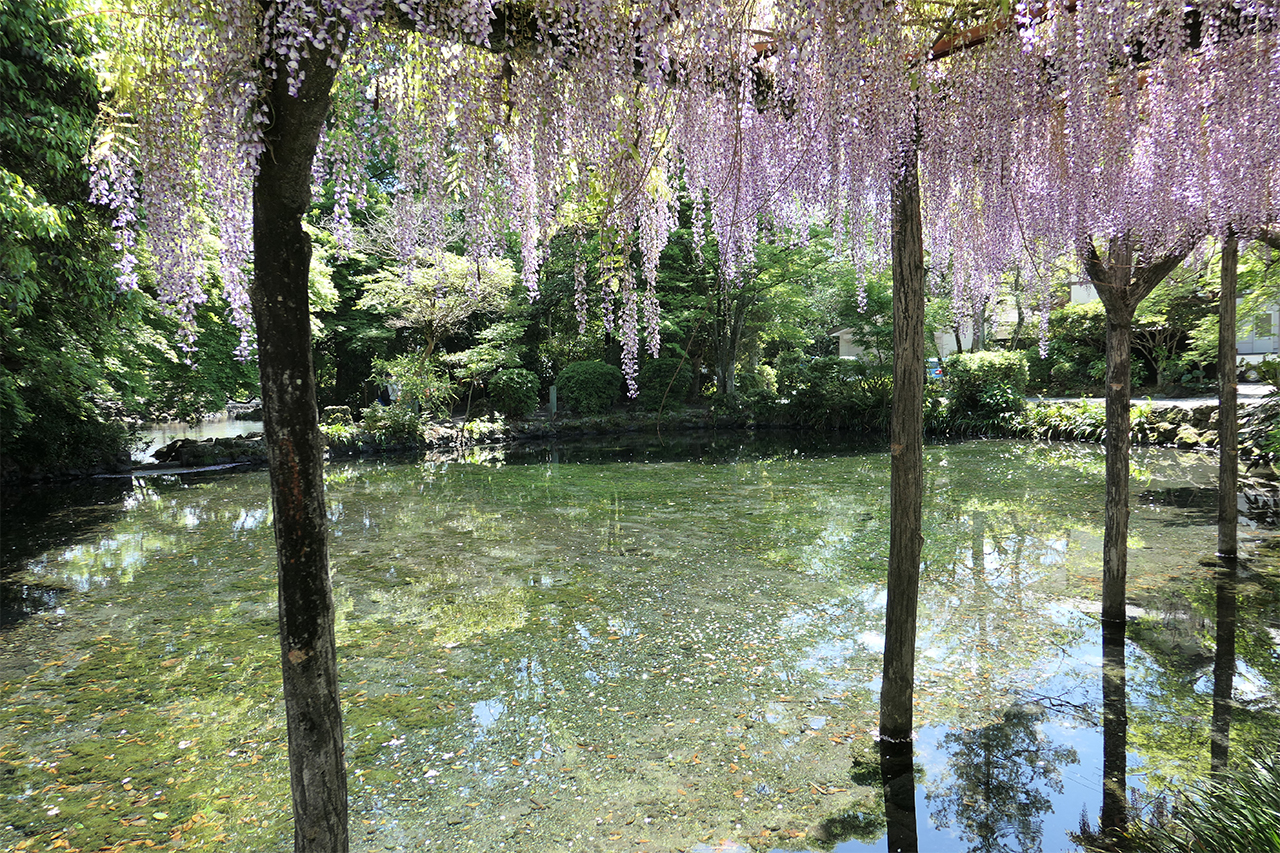 水屋神社の参道には藤の花