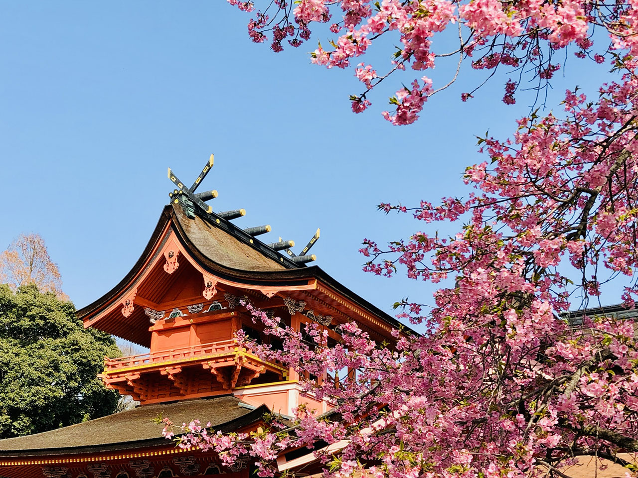 本殿と桜