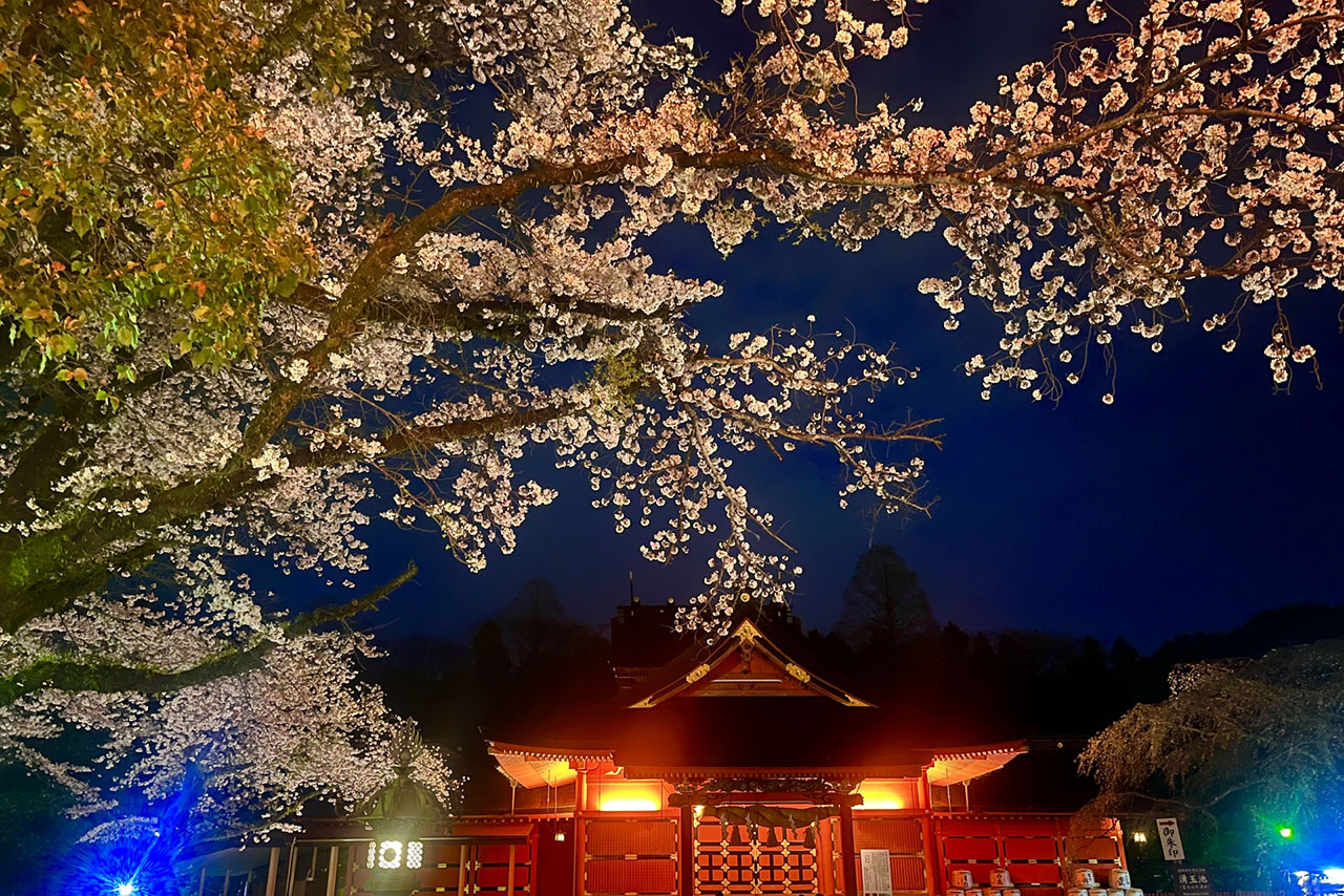 桜花祭のライトアップされた桜