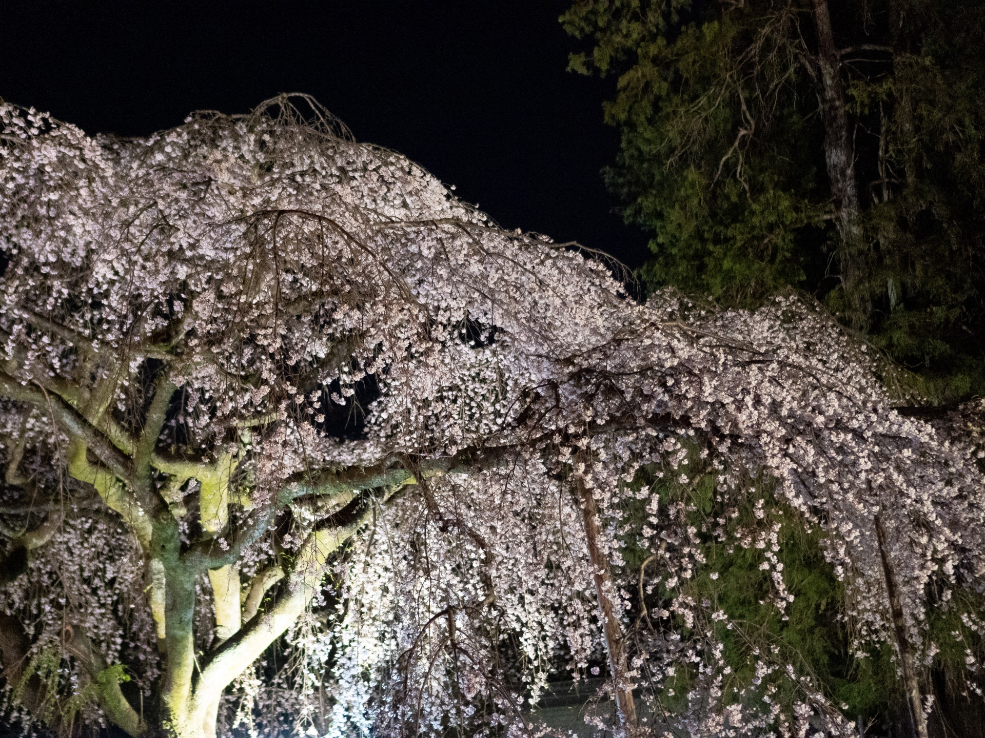 ライトアップされた信玄桜