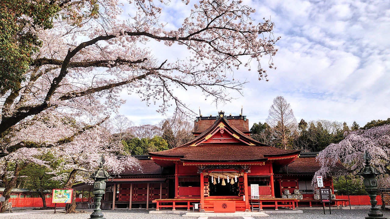 富士山本宮浅間大社 拝殿と桜