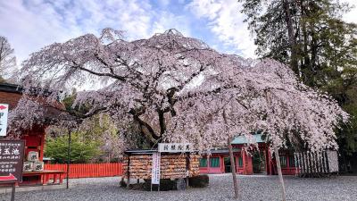 富士山本宮浅間大社 信玄桜