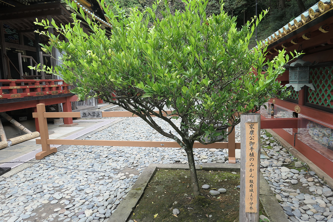 家康お手植えのみかん