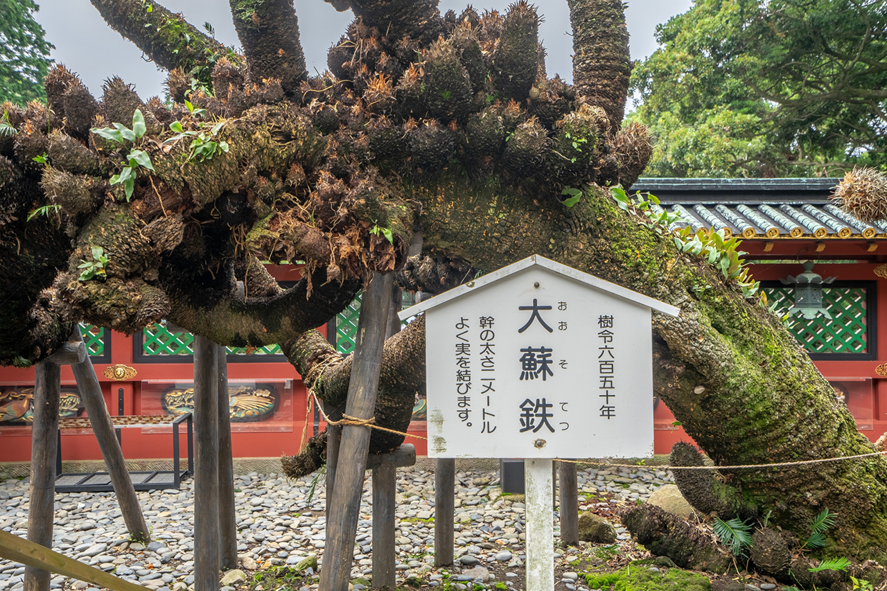 久能山東照宮 大蘇鉄