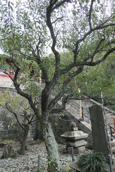 久能山東照宮 実割梅