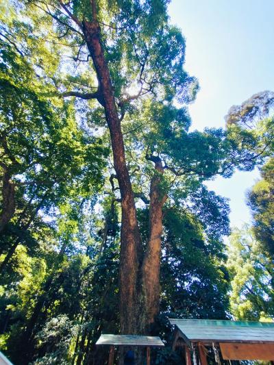 久能山東照宮 金の成る木