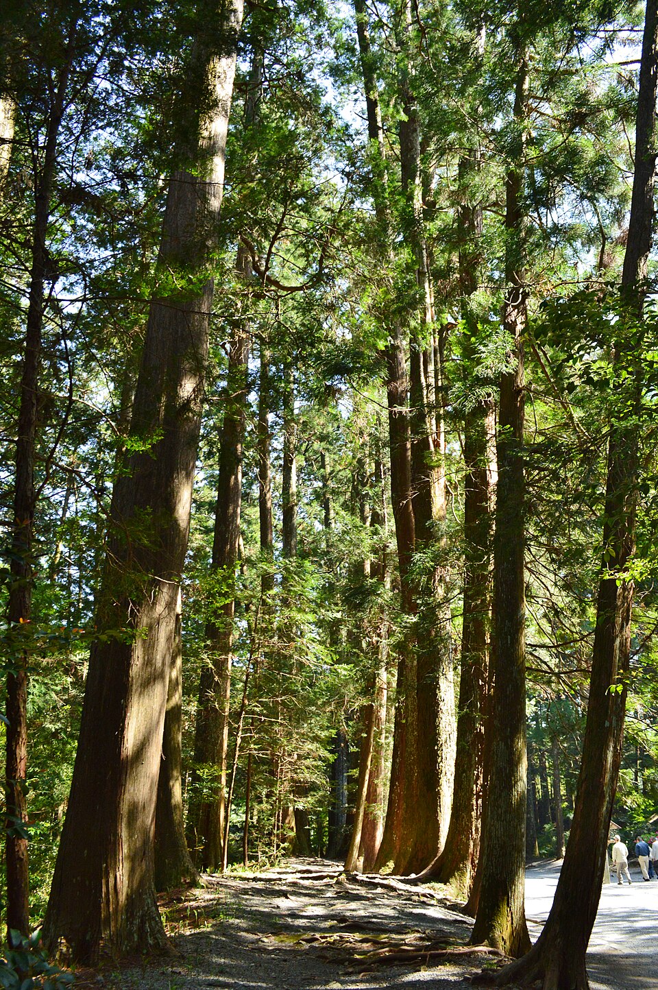 小國神社 勅使道杉並木