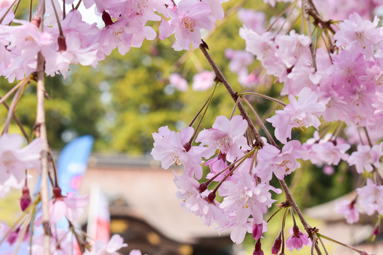 小國神社の桜