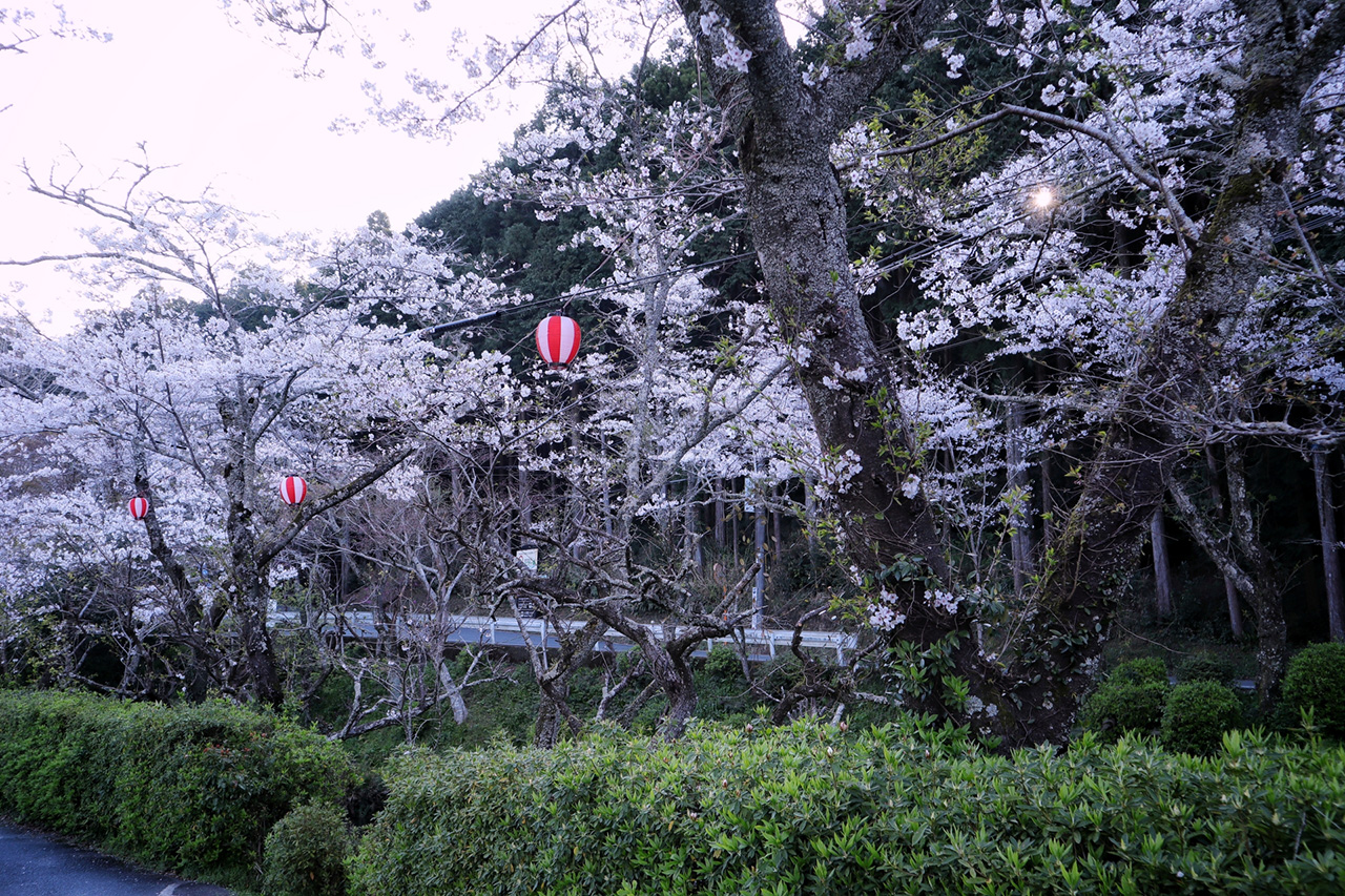 ライトアップの桜