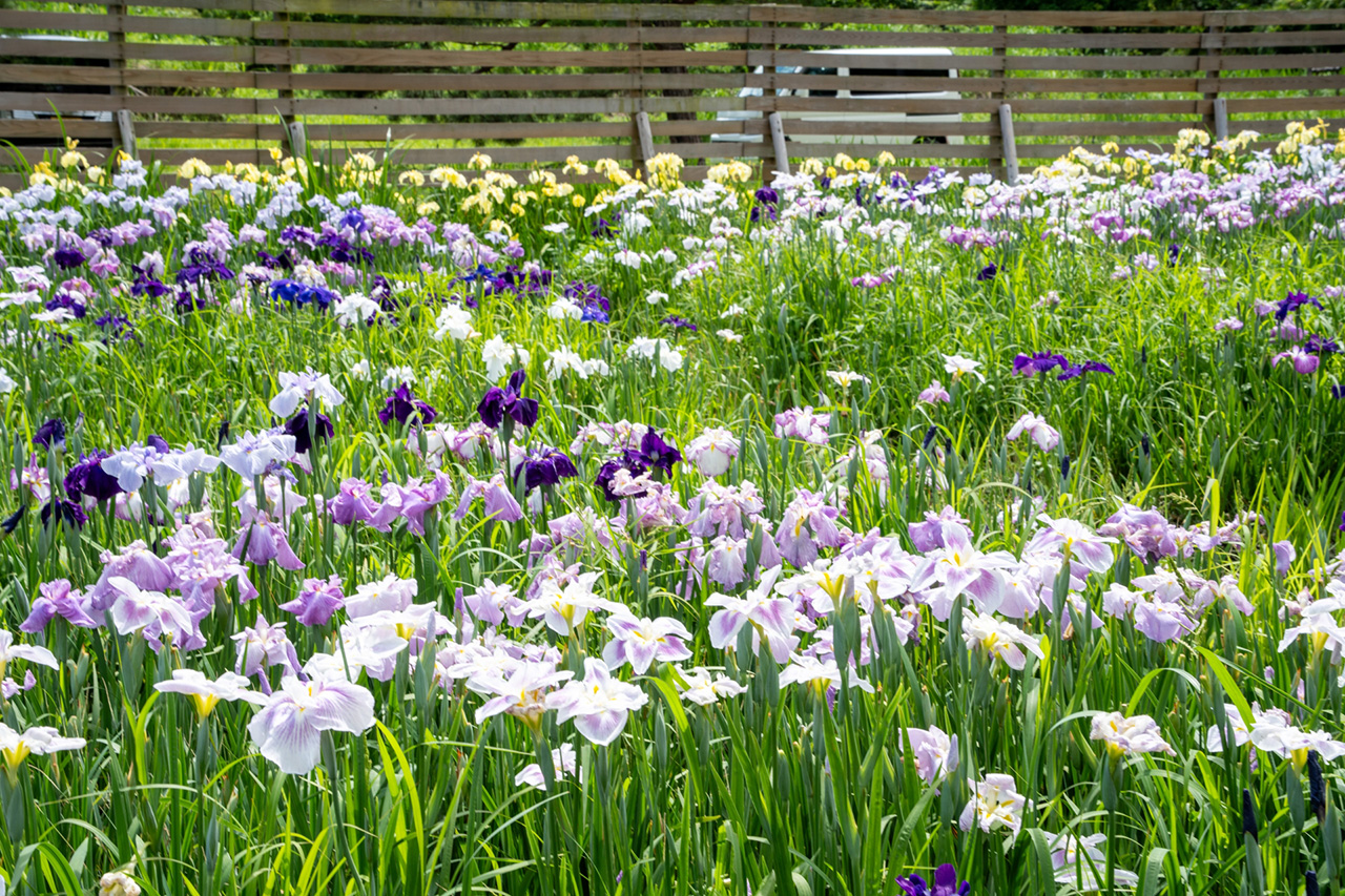 一宮花菖蒲園