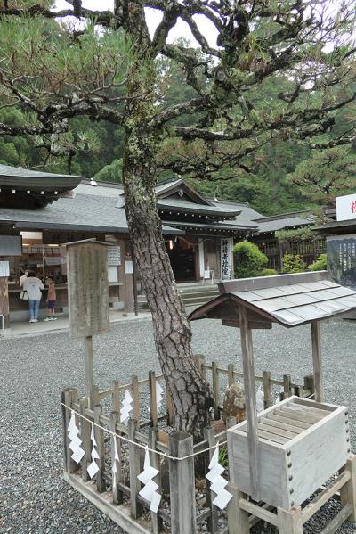 小國神社 願掛松