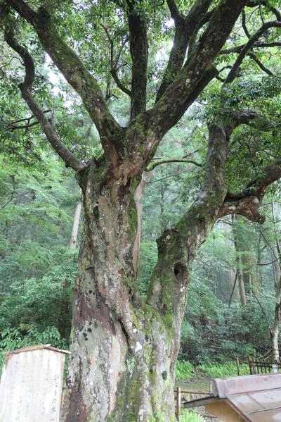 小國神社 ひょうの木