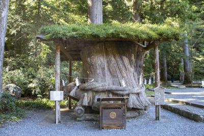 小國神社 以前の御神木 大杉