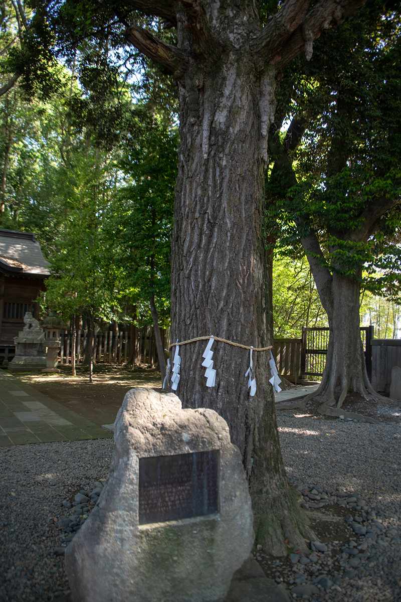 宇都宮二荒山神社 イチョウ記念碑