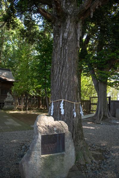 宇都宮二荒山神社 宇都宮二荒山神社 イチョウ記念碑