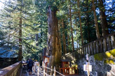 日光東照宮 叶杉