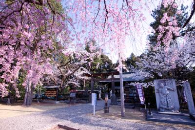 蒲生神社 桜満開の蒲生神社