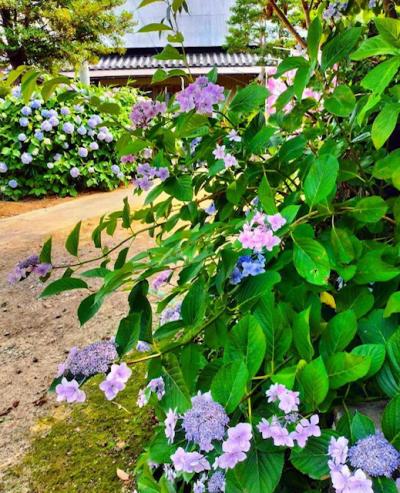 鴨島八幡神社 鴨島八幡神社のアジサイ
