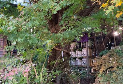 東京大神宮 ご神木