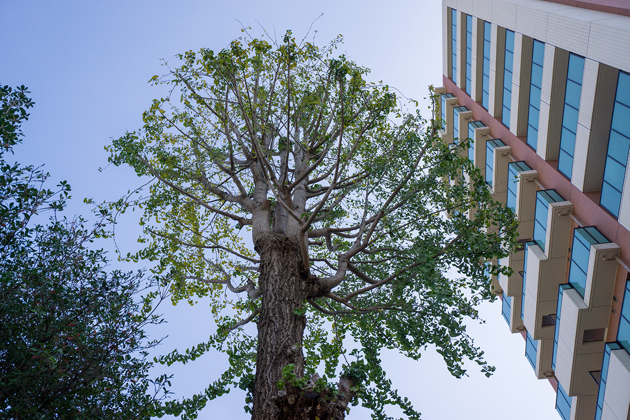 大公孫樹 2代目