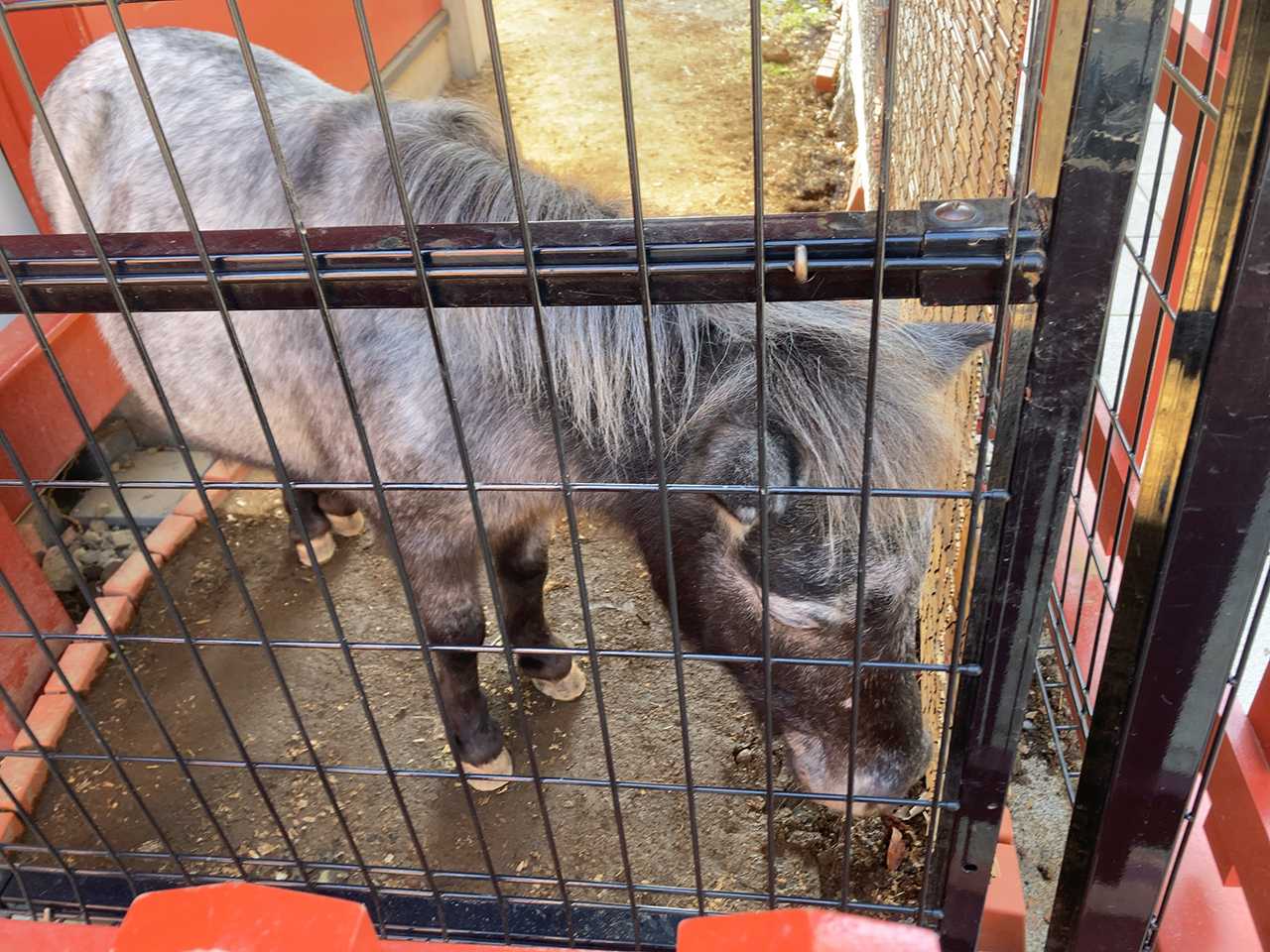 御神馬 あかりちゃん