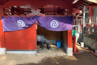 神田明神 御神馬 神幸号