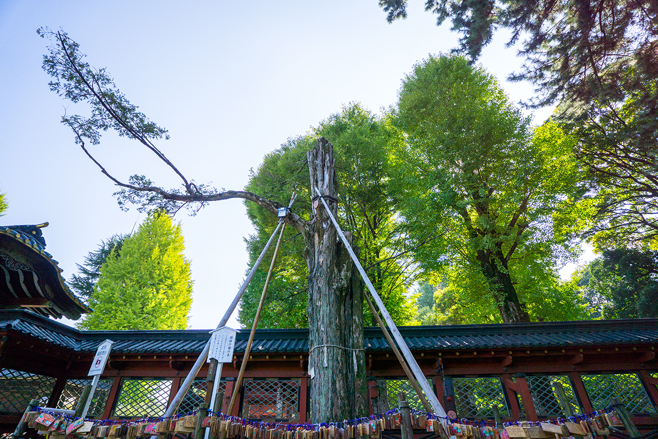 願掛けのカヤの木