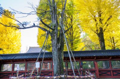 根津神社 願掛けのカヤの木