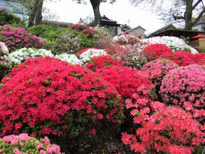 根津神社 つつじ苑のつつじ