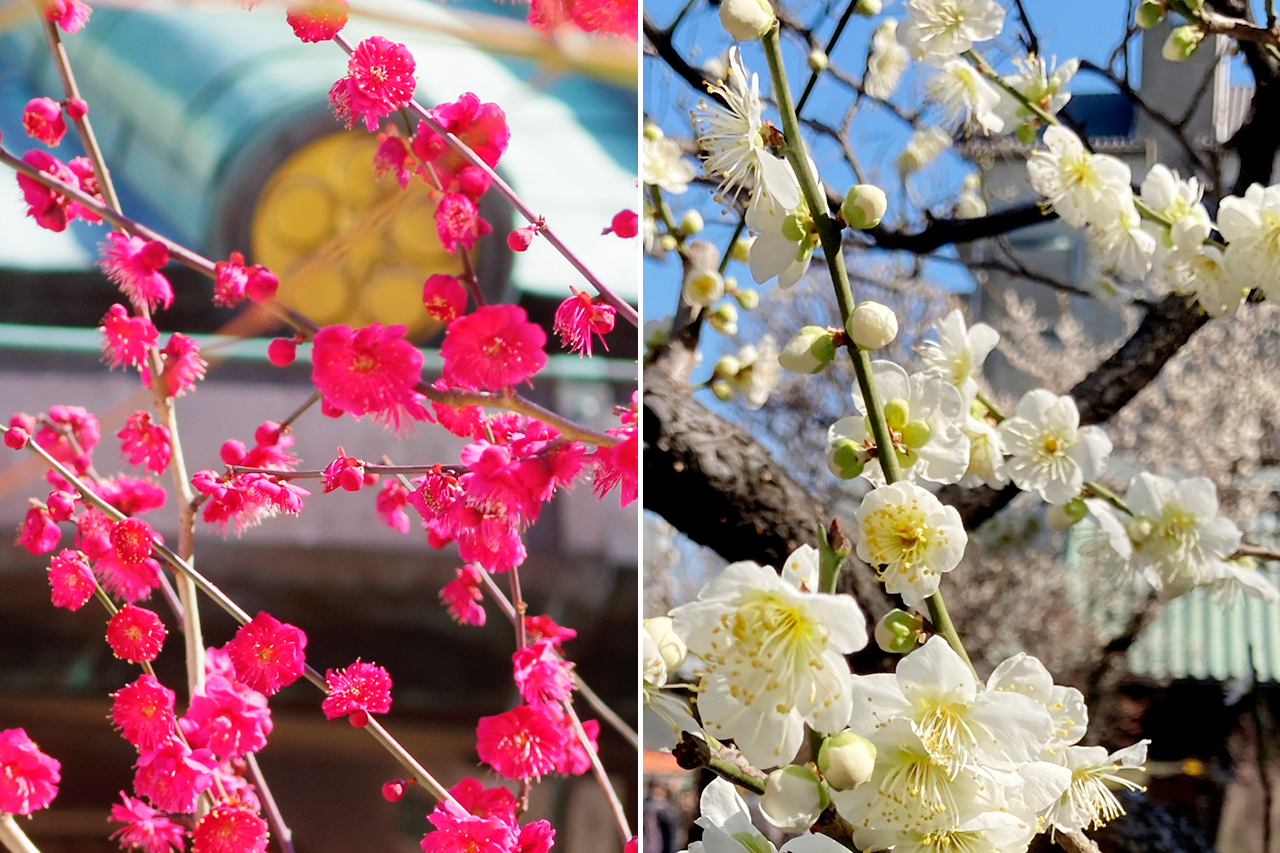 湯島天満宮 境内にみれらる満開の梅