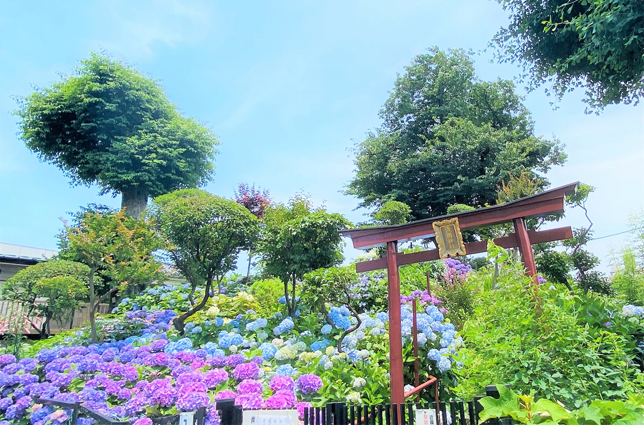 あじさいの時期の富士塚・浅間神社 入口