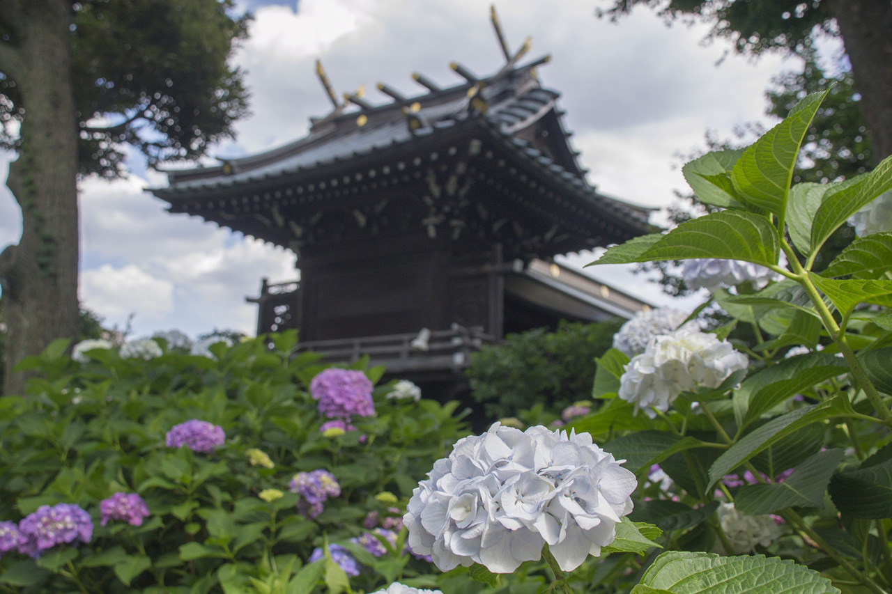 紫陽花と社殿