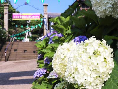 白山神社 あじさいまつり