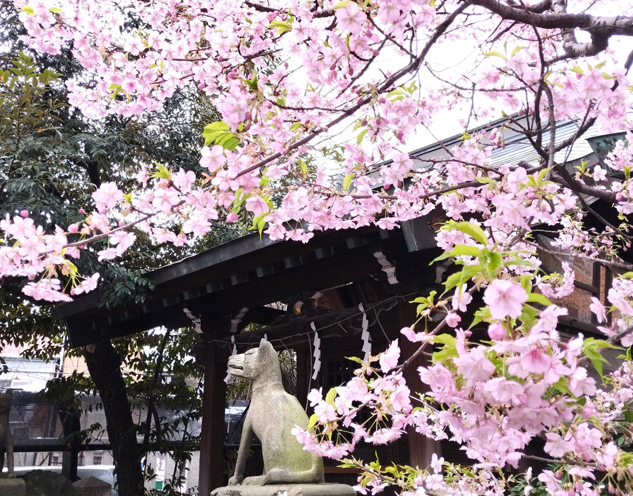 境内の桜
