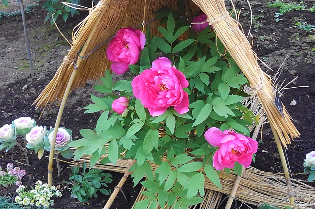 ぼたん苑のぼたん