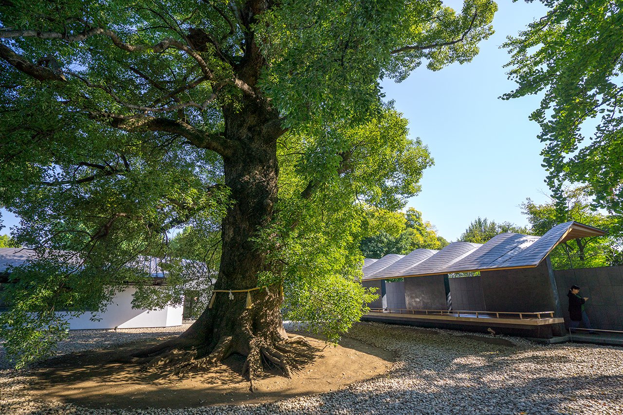 大楠からみる静心所