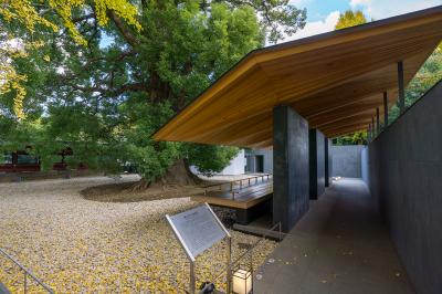 上野東照宮 静心殿と大楠