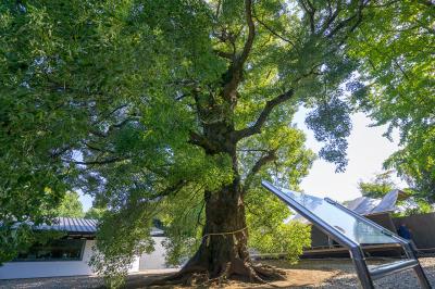 上野東照宮 大楠