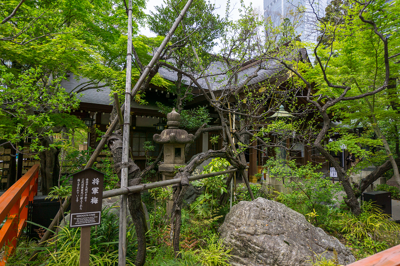 港区愛宕神社 将軍梅
