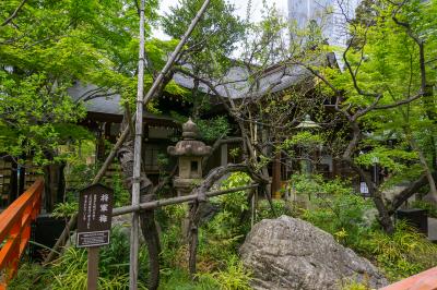 愛宕神社 港区愛宕神社 将軍梅