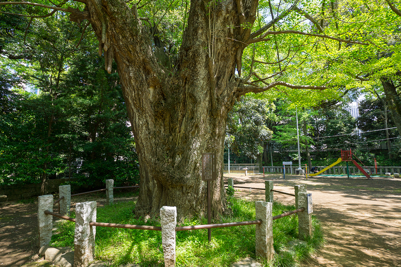赤坂氷川神社 大銀杏 根元