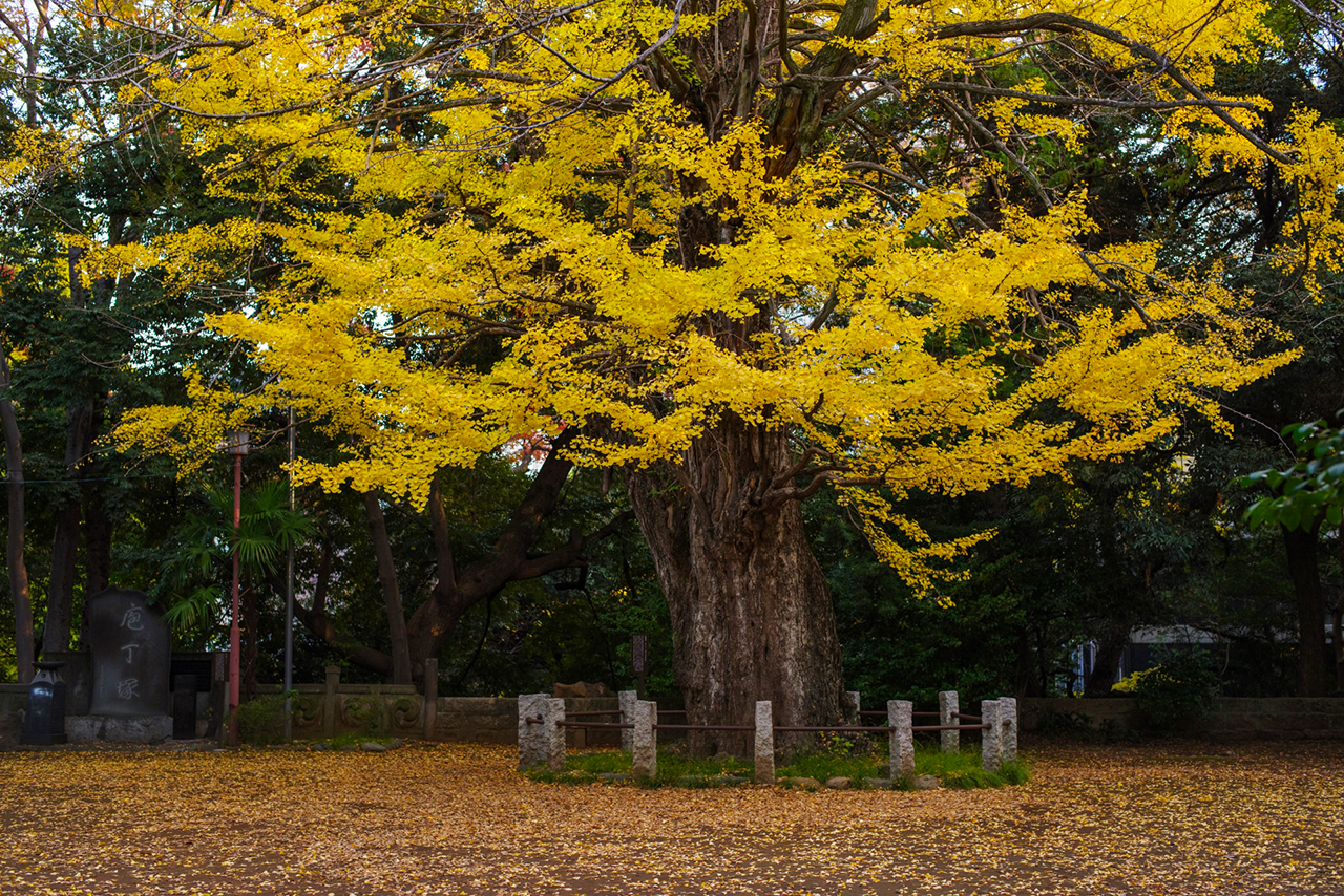 紅葉した大銀杏