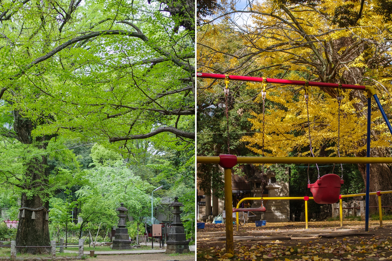 新緑と紅葉の季節の境内