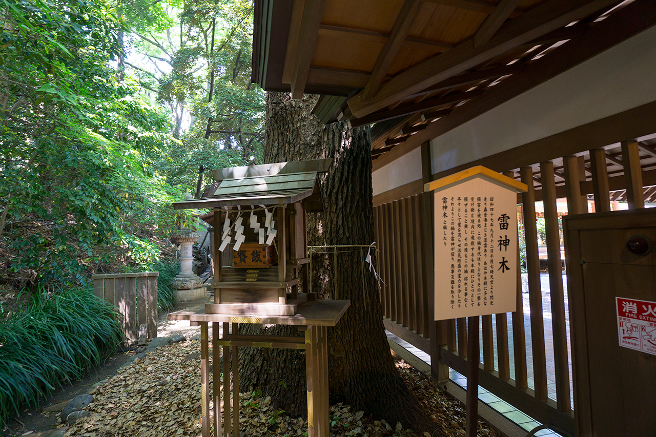 雷神木と社殿