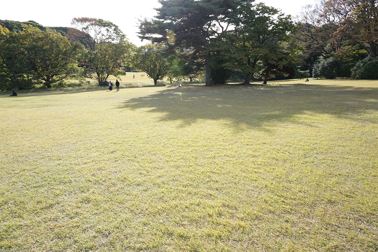 明治神宮 芝生広場