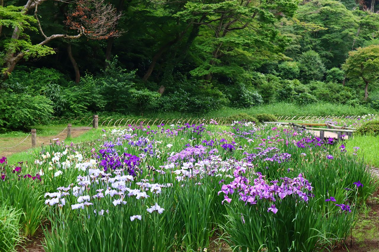 菖蒲田