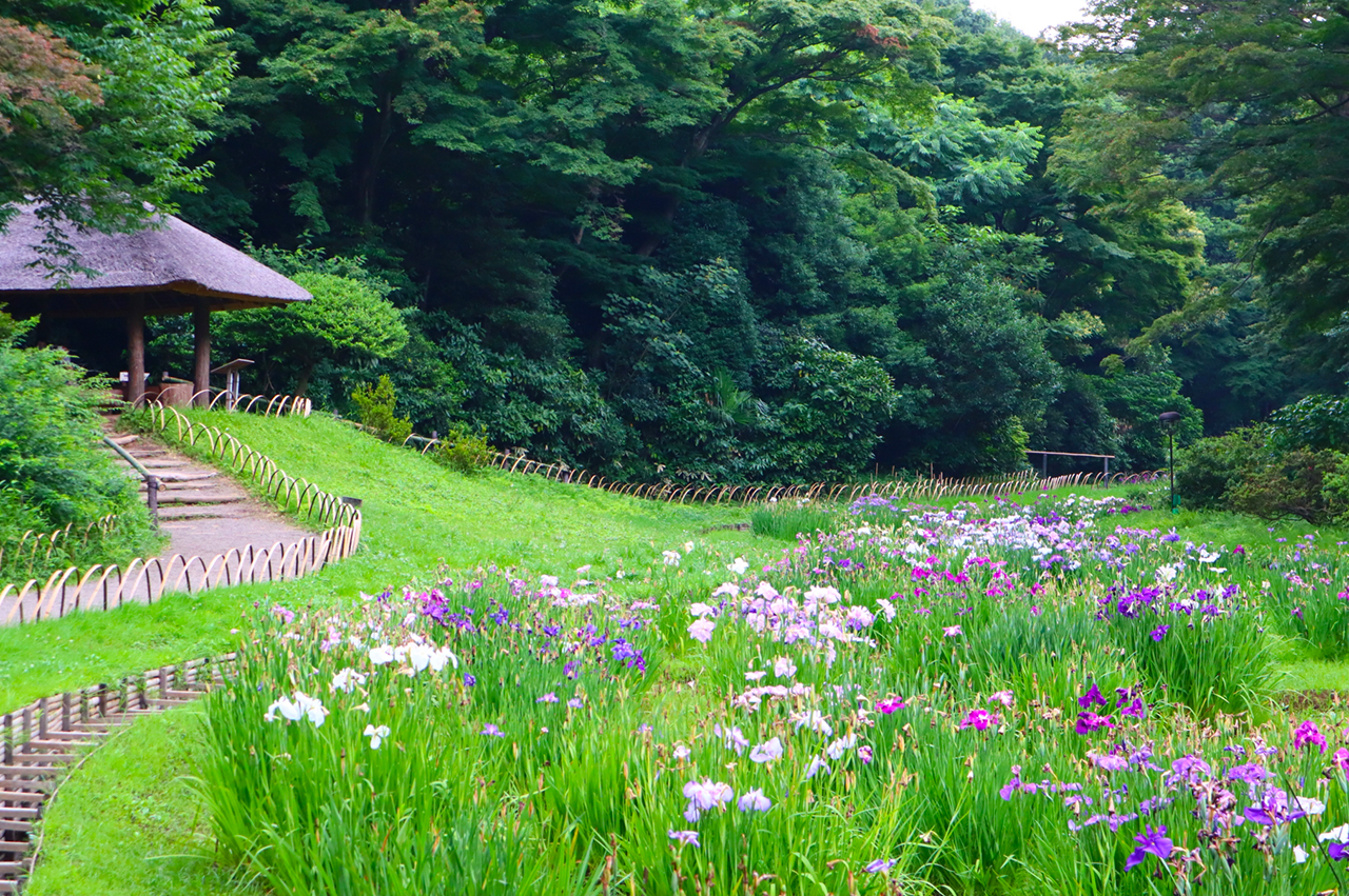 東屋と菖蒲田