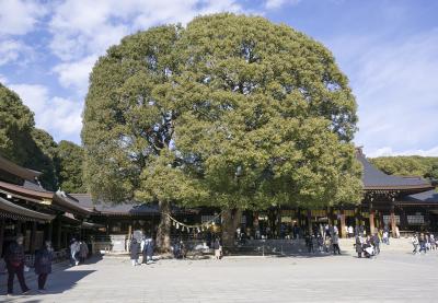 明治神宮 夫婦楠