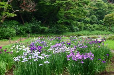 明治神宮 菖蒲田